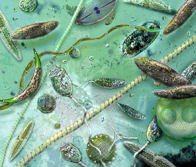 C.T. Chew, Protista, Cotton Blanket