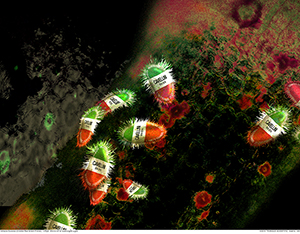 Cavellini Protista 1 by C.T. Chew Cavellini Protista 1 by C.T. Chew