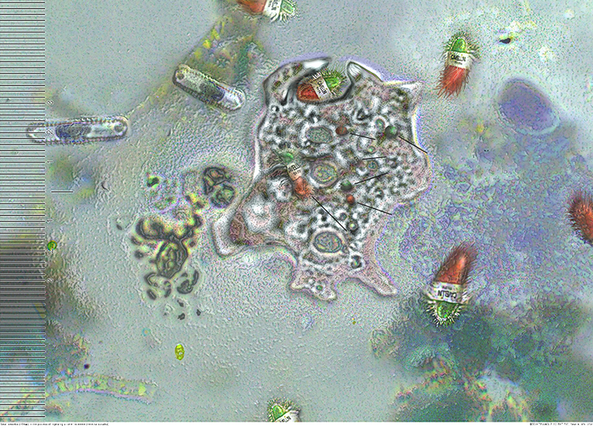 Cavellini Protista 2 by Carl Chew