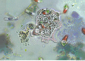 Cavellini Protista 2 by C.T. Chew Cavellini Protista 2 by C.T. Chew