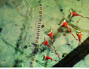 Cavellini Protista 3 by C.T. Chew Cavellini Protista 3 by C.T. Chew