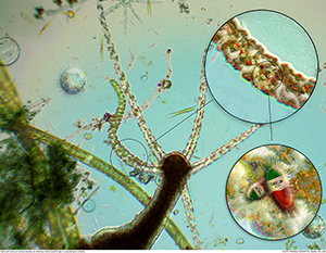 Cavellini Protista 4 by C.T. Chew Cavellini Protista 4 by C.T. Chew